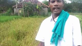 TN Save Our Rice - Part 12 - Karungkuruvai, an medicinal rice variety