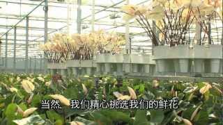 Anthuriums Kwekerij Wijnen the Netherlands (Chinese version)