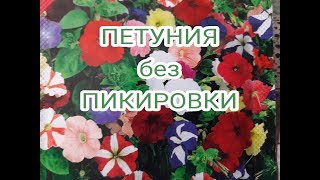 ?ПЕТУНИЯ//посев без пикировки, самый надежный способ