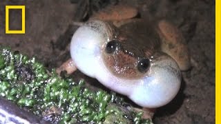 Froggy Style: New Sex Position Discovered Among Frogs and Toads | National Geographic