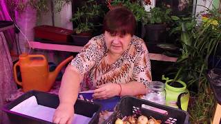 ВЫРАЩИВАЕМ ЛУК ДОМА БЕЗ ГРЯЗИ И МОШЕК! БУДЬТЕ ОСТОРОЖНЫ С ХЛЕБОМ! 05.11.19