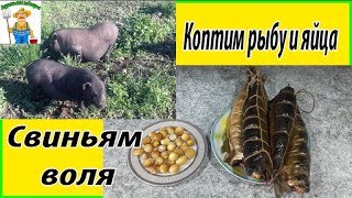 Поросята на поле// Копченые яйца// Вот такое утро 12 Июня