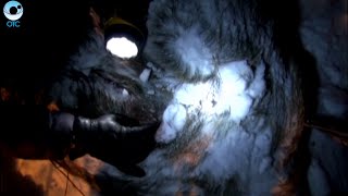 Миллионный штраф грозит браконьерам, застрелившим лосей на территории заказника "Кирзинский"