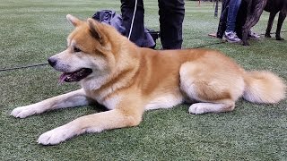 АКИТА-ИНУ. Выставка Планета собак 2016 (LKBA CACIB)