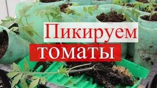 Пикируем томаты в стаканчики.(09.04.16)