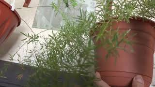 Цветы в моем доме. Комнатные растения. Мои ажурные аспарагусы.