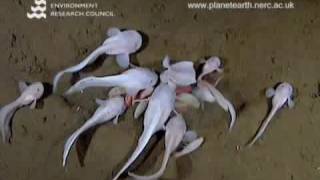 Poissons des Abysses 2
