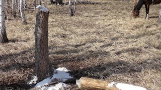 Солонец. Зверь не пройдёт )))