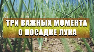 ПОСАДКА ЛУКА ИЗ РАССАДЫ. Зная три важных момента - будете всегда с большим урожаем!