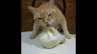 смешные коты,кошки и котята 2017#4