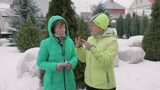 Выносливые Розы для садоводов новичков