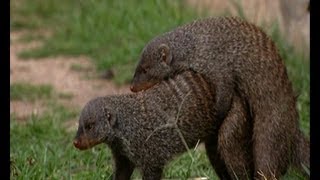Mating habits of the Mongoose | Banded brothers | BBC