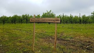 #Champagne Taittinger planting vineyards in Kent