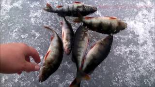 Зимняя Рыбалка на Онего по Окуню. winter fishing. рыбалка в Карелии.