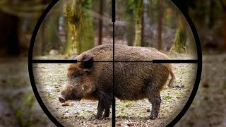 Приколы, неудачи и необычные случаи на охоте. Встреча с дикими животными.