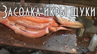 ? ГОРЯЧАЯ ЗАСОЛКА ИКРЫ ЩУКИ Лучший таежный рецепт! 18+
