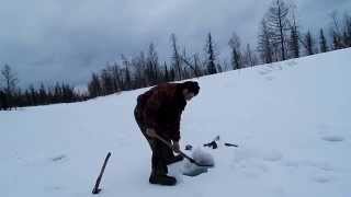 Рыбалка на Севере.Море хариуса крупного на зимней рыбалке.18.04.2015