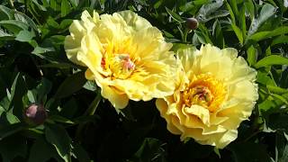 Пион GARDEN TREASURE 19.05.2015