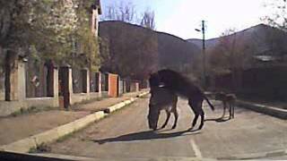 Ослы на дороге. Занятие любовью не получилось