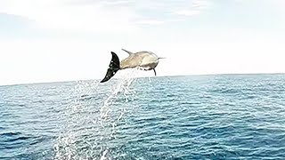 Flying High with Dolphins