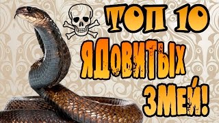 ТОП 10  САМЫЕ ЯДОВИТЫЕ ЗМЕИ В МИРЕ | ОПАСНЫЕ ЗМЕИ!