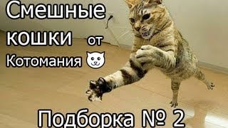 Прикольные кошки "Котомания" подборка №2