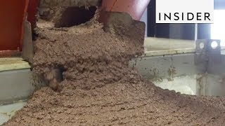 How Olive Oil Is Made