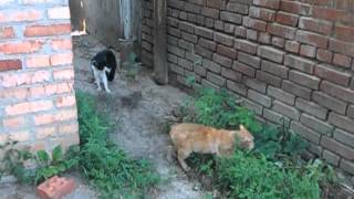 Разборки котэ))