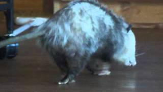 Big Boy opossum does an exercise fake out