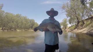 Murray Cod Fishing 7-1-17