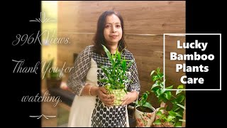 Lucky Bamboo Plant (Dracaena Sanderiana) - Care & Tips for Curing of yellow leaves.