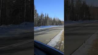 На трассе в Коми лось убегал от медведя