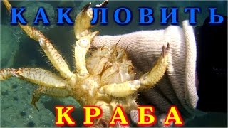 Как ловить морского краба. Подводные съемки крабов Волосатиков в Японском море.