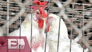 México restrige importaciones de aves con Iowa por gripe aviar/ Paul Lara