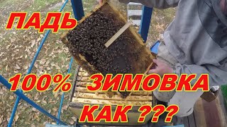 ПЕРГА ЗИМОЙ и 100% ЗИМОВКА ПЧЕЛ на ПАДЕВОМ МЕДЕ  Зимовка пчел