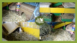 ROOM TOUR JAULA COBAYAS CYC DE TRES PISOS ENERO 2020 | GUINEA PIGS C&C CAGE TOUR | LA GATA VEGANA