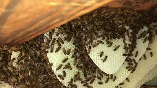 Can Honey Bees Really Do All This In 3 Days?