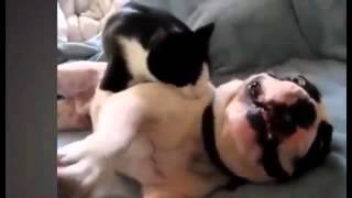 Коты против собак. Смешная подборка драк котов с собаками. / Cat vs Dog.