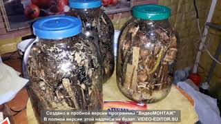 Зимние опята в квартире - безумный эксперимент.