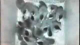 Wood Duck 13: Flight of the Fuzzballs