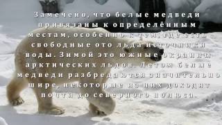 Где живут белые медведи? Развивающая презентация для детей 1 класса