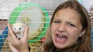 HEDGEHOG MORNING ROUTINE-Hedgehog Daily Care