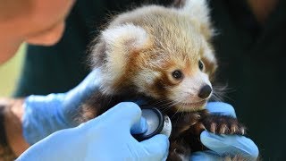 ZooBorns Australia! Episode 6 - Red Panda Cubs
