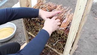 Закладка чубуков в кильчеватор в большых объемах (устройство для укоренения чубуков винограда)