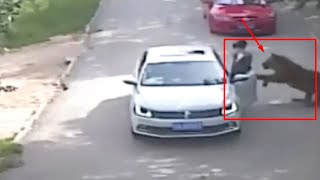 Tiger Attack Woman  and kill in Beijing Badaling Chinese Safari Park after leave the car | 老虎攻击女人