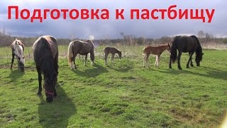 Готовим лошадей к пастбищу