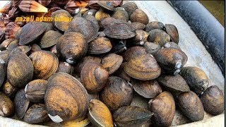 Mencari lokan dan buah nipah-seashell