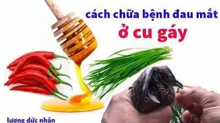 MẸO VẶT - BÀI THUỐC DÂN GIAN CHỮA ĐAU MẮT CU GÁY KHỎI 100%
