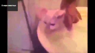 nice little cat wants to bathe | миленький котик хочет купаться