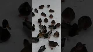 Удивительные зимние явления природы в декабре 2019 года 2